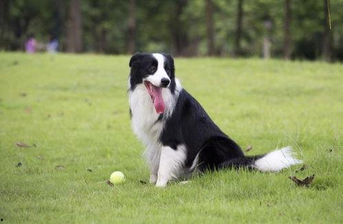 最新草系宠物爆料网站,萌宠新宠来袭，绿色生态新潮流
